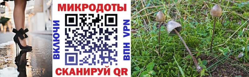 ОМГ ОМГ как войти  как найти наркотики  Александровское  Галлюциногенные грибы Psilocybine cubensis 